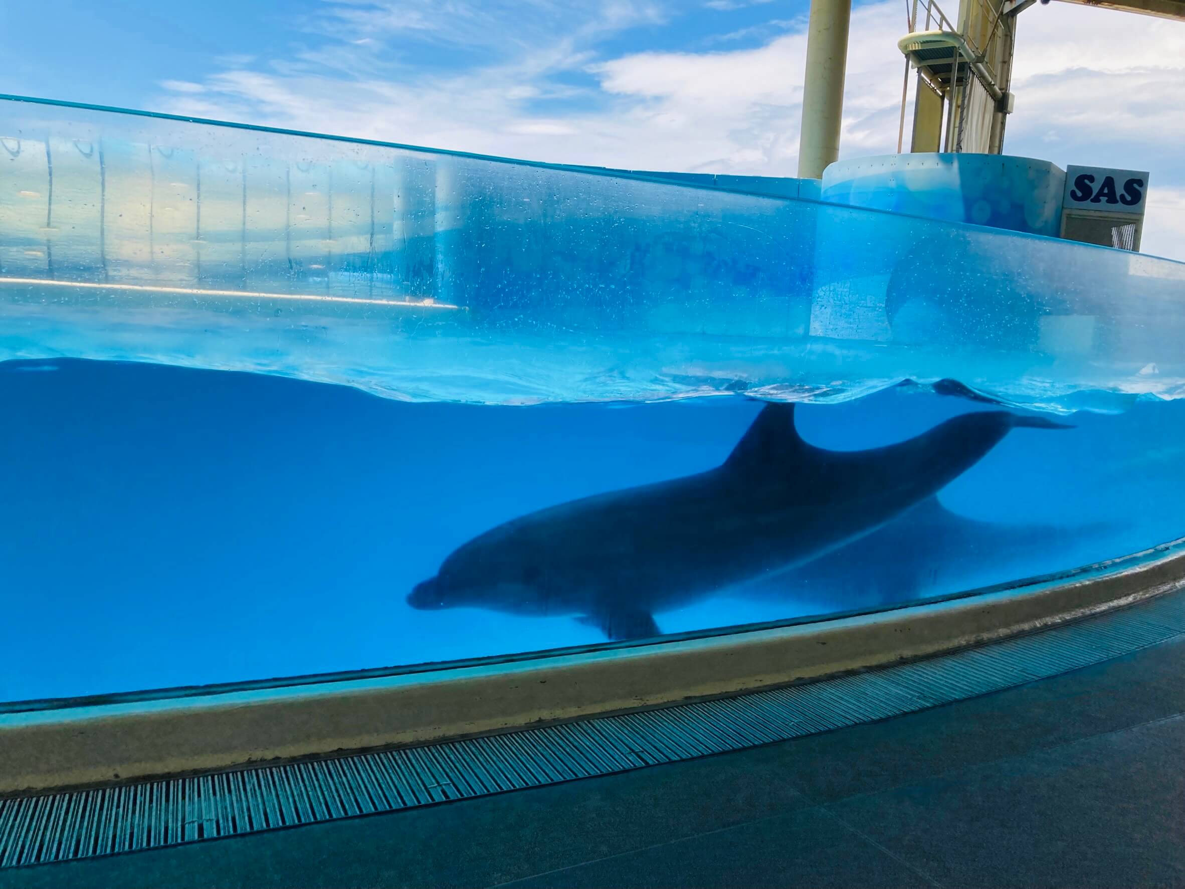 えのすい 新江ノ島水族館 子連れイルカショー観覧対策とお土産のおすすめはこれ Samayuママの3人子育てブログ
