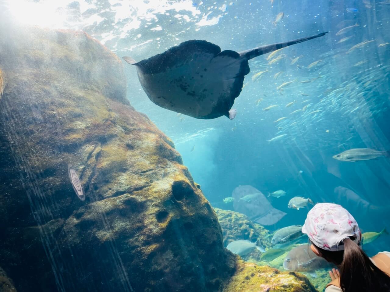 えのすい 新江ノ島水族館 子連れランチはこれだ Samayuママの3人子育てブログ